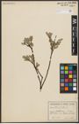 Foto von Salix aurita L.